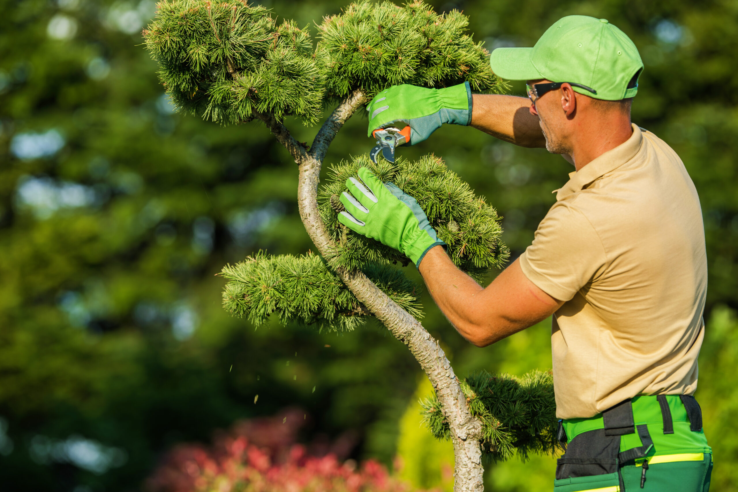 Gardener Pruning Decorative Trees Inside a Mature Garden