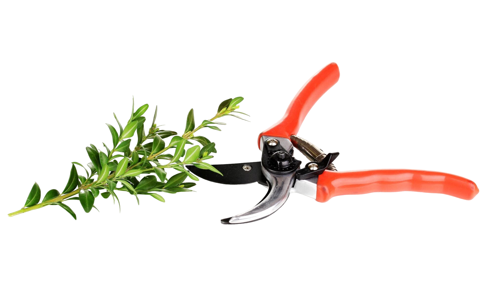 secateur-branche-isole-blanc